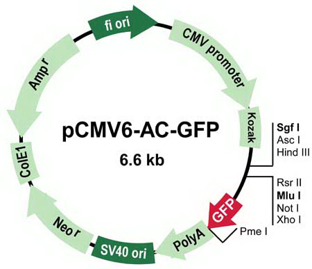 Tagged ORF Clone Human HOXD10 GFP In PS100010 Accn No NM 002148 3