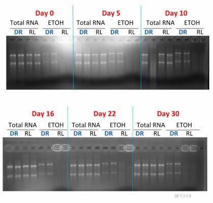 etoh swab