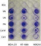 CytoSelect™ 48-well Cell Adhesion Assay (ECM Array, Colorimetric)