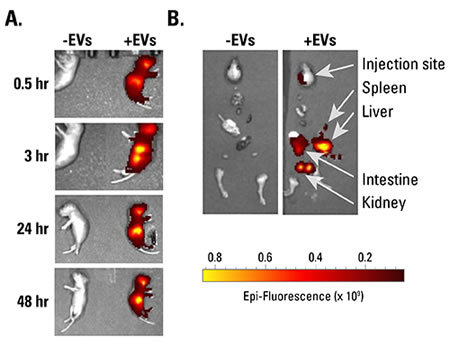 Exoglow Vivo Ev Labeling Kit Near Ir 12 Reactions