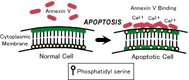 Apoptosis Detection Phosphatidylserin Annexin Based