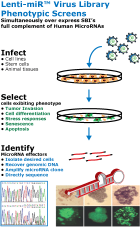 Lenti-miR Pooled Human Lentiviral Library of Primary 