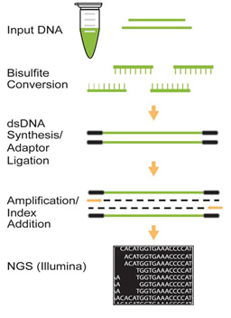 EpiNext High-Sensitivity Bisulfite-Seq Kit (Illumina), 24 reactions