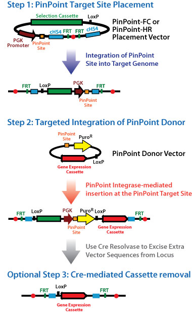 PinPoint Targeted Integration System