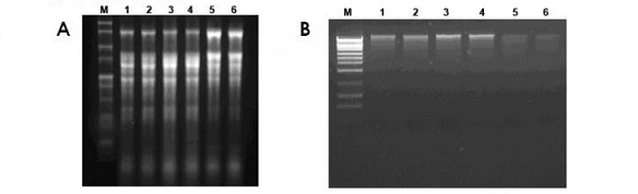 RNA/DNA Purification Kits (Cat. 48700, 50300)