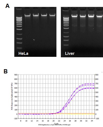 RNA/DNA/Protein Purification Plus Kits (Cat. 47700, 51600, 51700