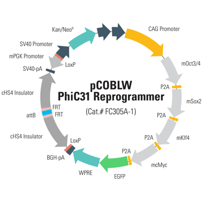 pCOBLW (CAG-Oct4-Sox2-Klf4-Myc-GFP-SV40-Neo) Mouse Reprogramming PhiC31 Donor Plasmid