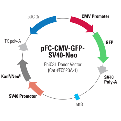 pFC-CMV-GFP-SV40-Neo Positive Control Donor Vector