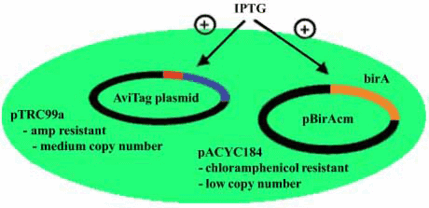 Biotinylation Strain Avb101