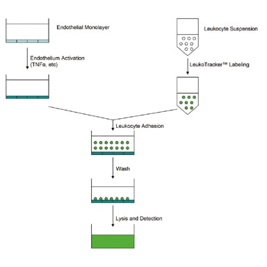 Cba 210 Fig 1