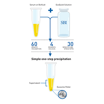 Exoquick Workflow Sep2025