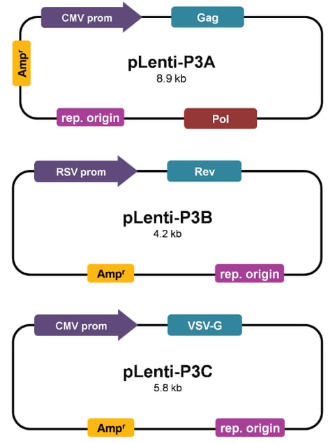 Lv053 Plasmid Mix