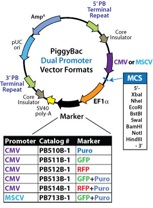 Pb Dual promoter Vectors