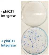 Phic31 Colony Counts Crop1