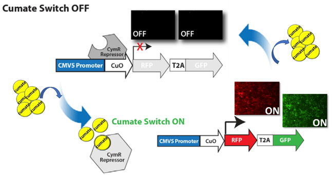 Sparq2 Cumate Switch How It Works Feb2023