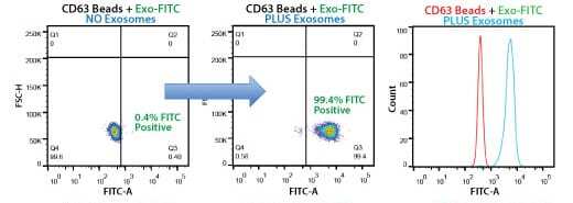Highly selective exosome isolation by FACS using anti-CD63