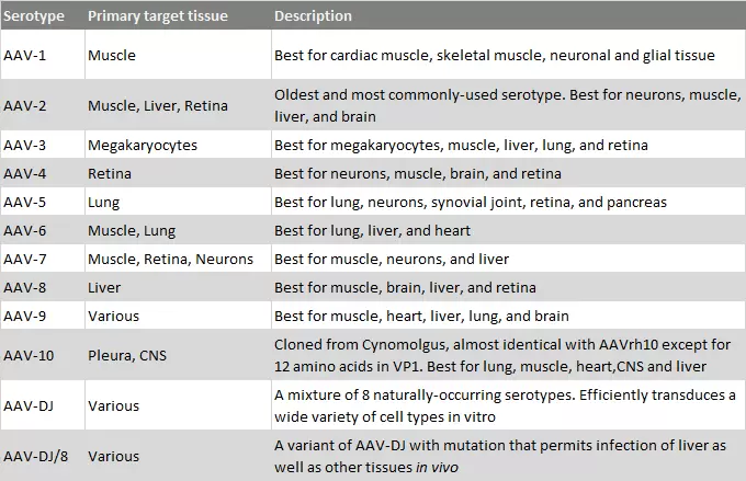 Aav Serotypes Cells