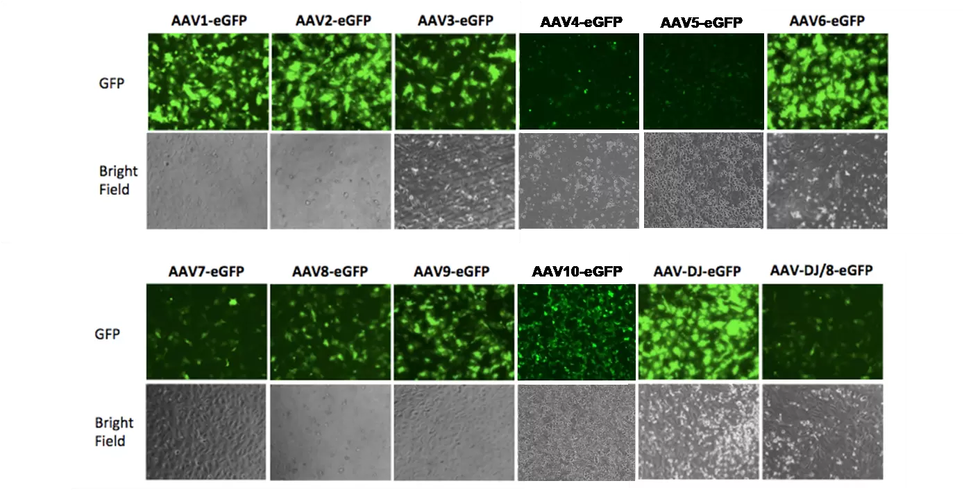 Aav Serotypes Cells V2 Fig1