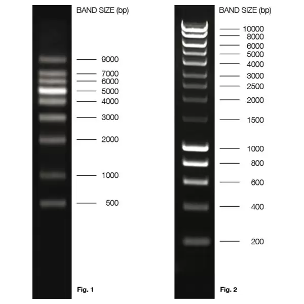 Agarose Molgrade 550 C2