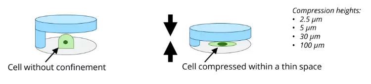 Agarsqueezer Compression