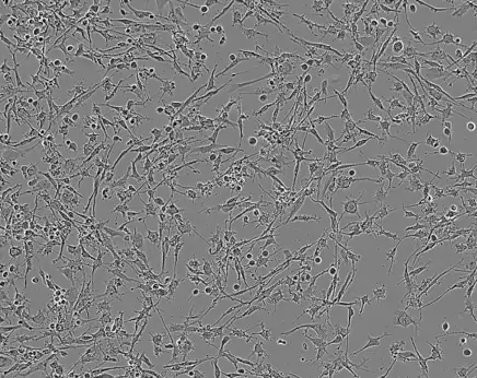 Ax0664 Morphology