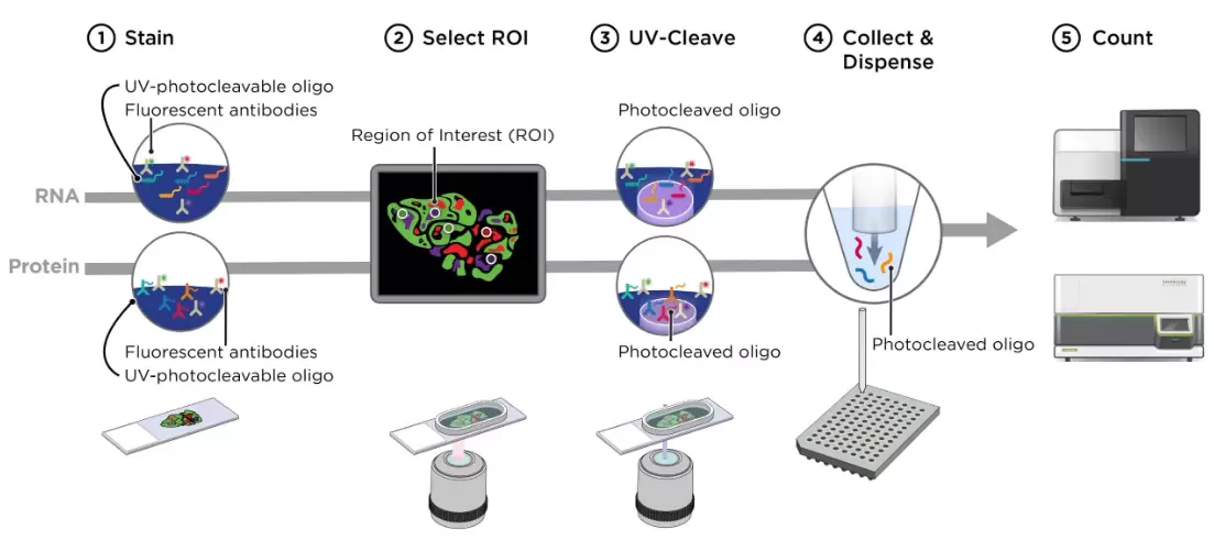 Bc Spatial Profiling Geomx Workflow