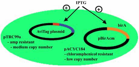 Biotinylation Strain Avb101