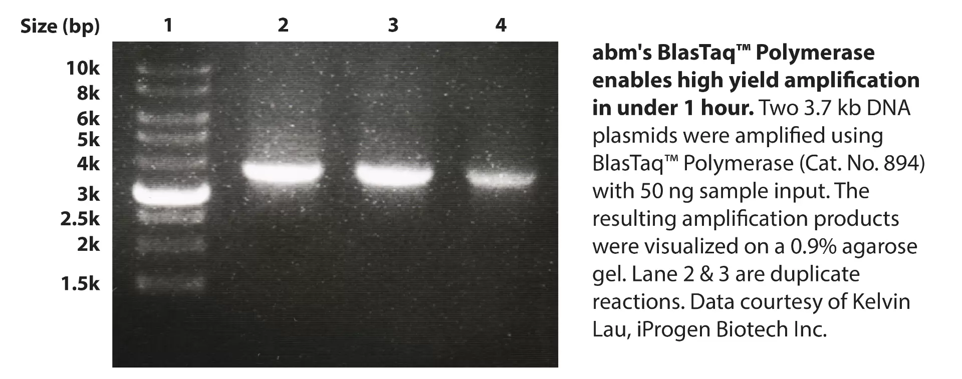 Blastaq Polymerase Customer Data Kelvin Lau Iprogen