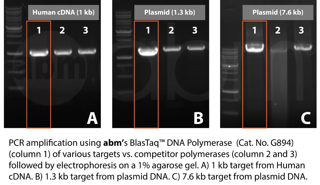 Blastaq Polymerase Various Targets