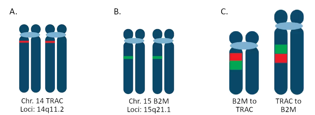 Illustration of normal signal patterns for TRAC (A) and B2M (B) loci versus a reciprocal translocation between these two loci (C).