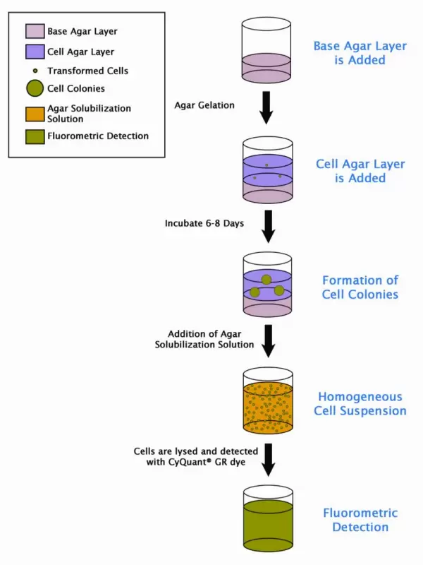 Cba 130 Assay Principle