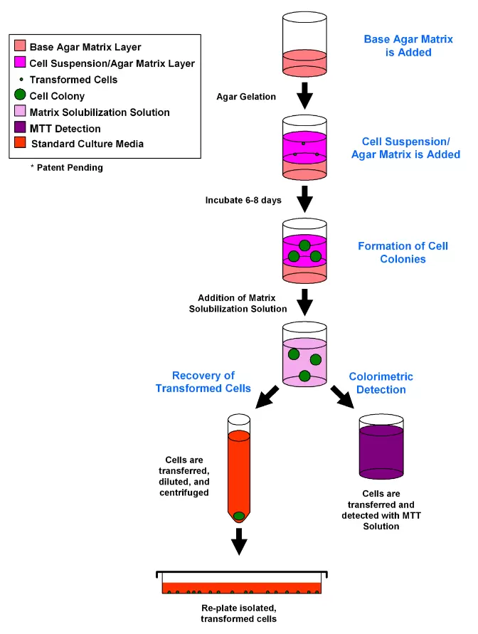 Cba 135 Assay Principle