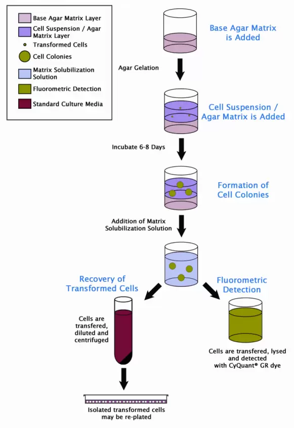 Cba 140 Assay Principle