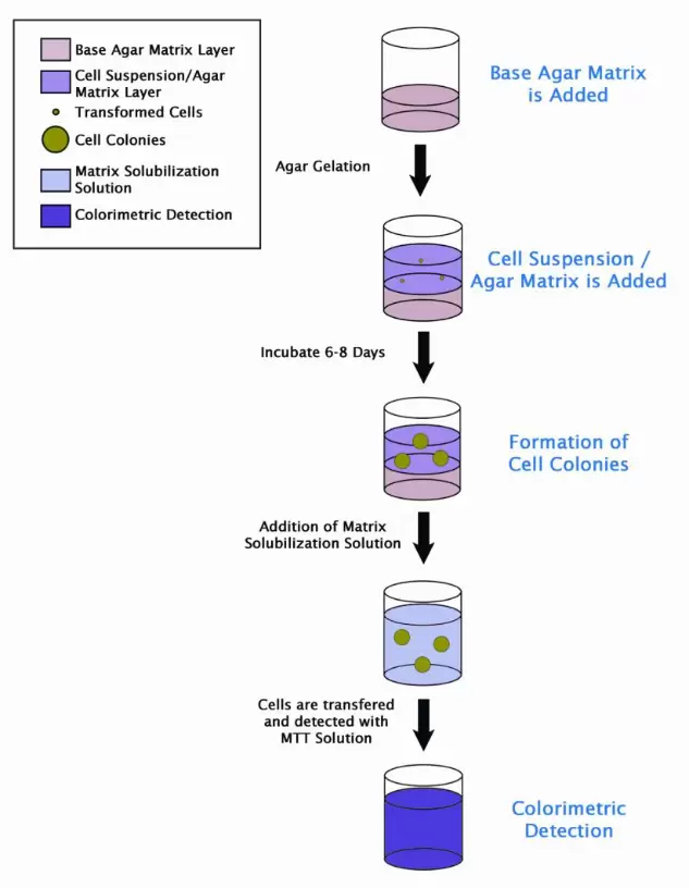 Cba 150 Man Assay Principle