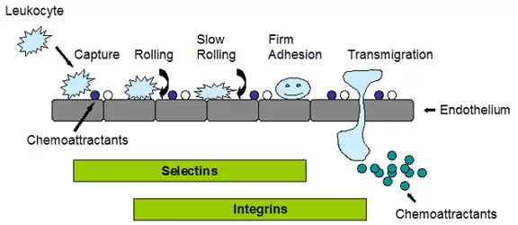 Cba 212 Fig 1