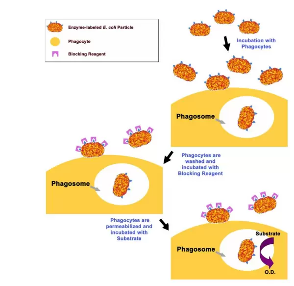 Cba 222 Assay Principle