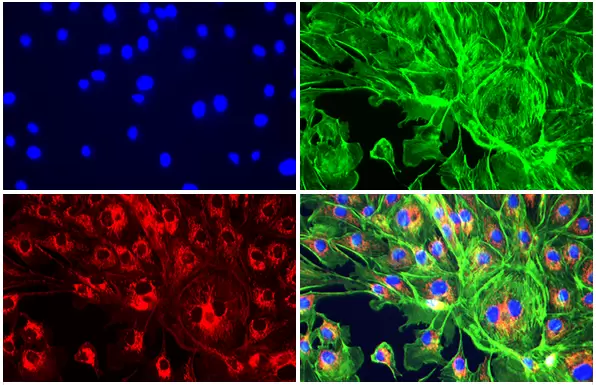 Celena S Cells