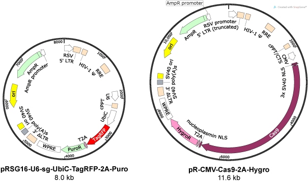 Cellecta Crispr Two Vector Prsg16 And Pr Cmv Cas9 Hygro