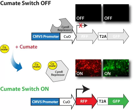 Cumateoperator Switch