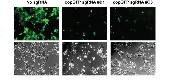 Cvcrc Crispr Copgfp Knockout 293 Cells 553