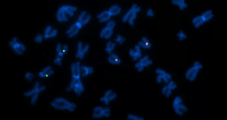 GM12753 control lymphoblastoid cell line targeted by dGH™ probes for TRAC (TexRed) and B2M (6-FAM) loci.