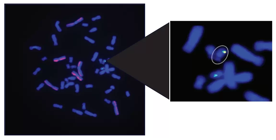 dGH in-Site assay in a CRISPR/Cas edited iPSC, demonstrating both on-target and random integration of insert sequences (yellow) throughout the genome.