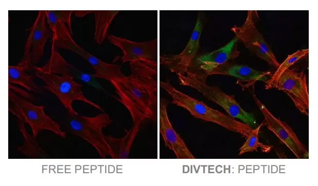 Diversa Peptide Delivery Fluo Fitc Labeled Peps