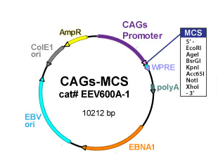 Eev600 Plasmid Map 310