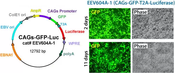 Eev604 Cags Gfp Luc Hek Cell Data 11days New