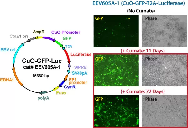 Eev605 Cuo Gfp Luc Hek Cell Data