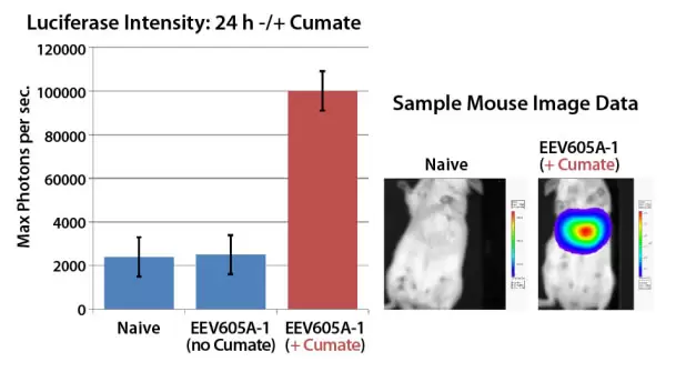 Eev605 Luciferase In Mice M Grafik