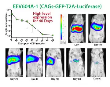 Eev605 Luciferase In Mice New