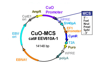 Eev610 Plasmid Map 320