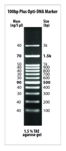 DNA Ladder Extra-Large Size